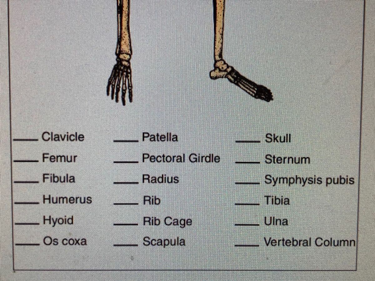 Clavicle
Patella
Skull
Femur
Pectoral Girdle
Sternum
Fibula
Radius
Symphysis pubis
Humerus
Rib
Tibia
Hyoid
Rib Cage
Ulna
Os coxa
Scapula
Vertebral Column
||||||
||| |||
