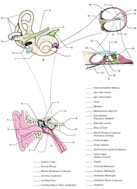 18
10
20
21
14
23
24
25
26
10
20
External Auditory Meatus
Hair Cells Ginner)
Hair Cells (outer)
Incus
Malleus
Membranous Labyrinth
Oval Window
(Fenestra vestibuli)
Reticular Lamina
Rods of Corti
Round Window (2 places)
(Fenestra cochlea)
Scala tympani
12
Scala vestibuli
Semicircular Canais (2 places)
Spiral organ
(Organ of Corti)
Auditory Tube
Stapes
Auricle (Pinna)
Tectorial Membrane
Basilar Membrane (2 places)
Tympanic Membrane
Cochlea (2 places)
Vestibular Membrane
Cochlear Duct
Vestibular Nerve (2 places)
Cochiear Nerve Fibers (4 places)
Vestibule
