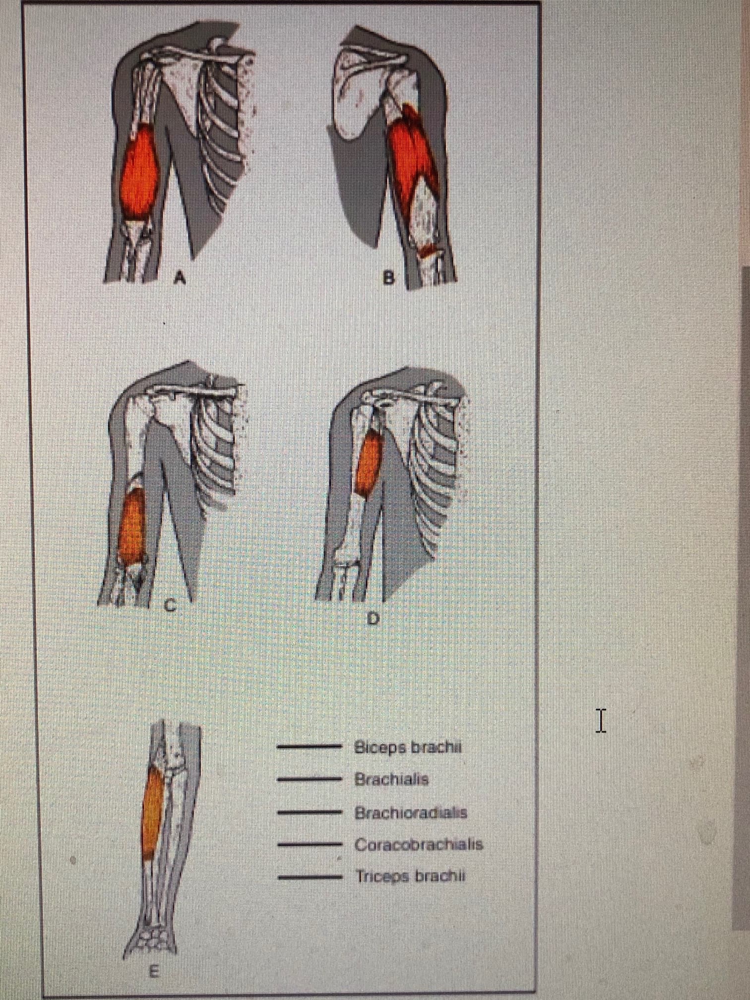 B.
Biceps brachi
Brachialis
Brachioradiais
Coracobrachialis
Triceps brachi
