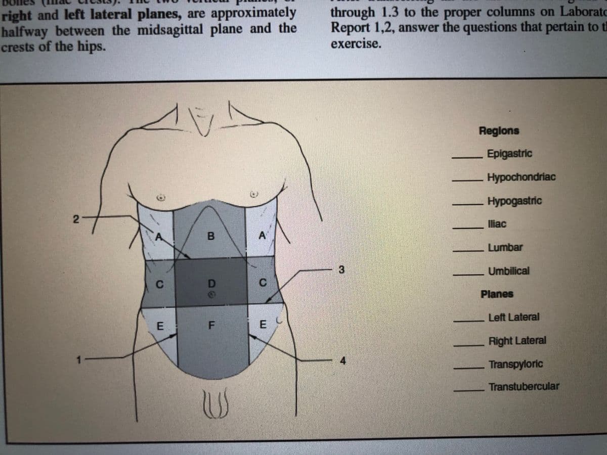 right and left lateral planes, are approximately
halfway between the midsagittal plane and the
crests of the hips.
through 1.3 to the proper columns on Laboratc
Report 1,2, answer the questions that pertain to th
exercise.
Reglons
Epigastric
Hypochondriac
Hypogastric
2
Iliac
A
Lumbar
3.
Umbilical
C
D
Planes
Left Lateral
E
E C
Right Lateral
Transpyloric
Transtubercular
F.
