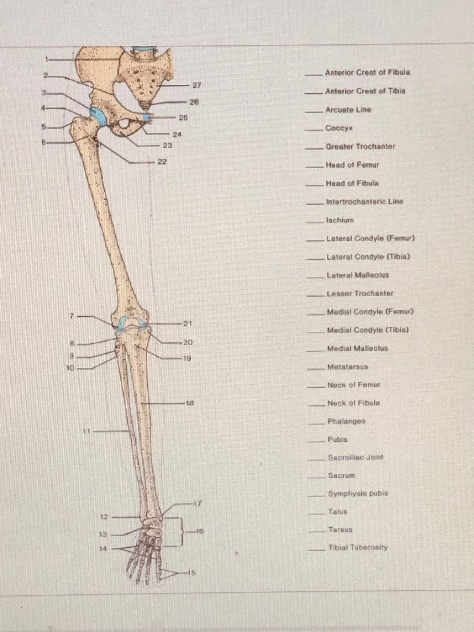 Anterior Crest of Fibula
Anterior Crest of Tibia
Arcuate Line
Coccyx
24
Greater Trochanter
23.
22
Head of Femur
Head of Fibula
Intertrochanteric Line
Ischium
Lateral Condyle (Femur)
Lateral Condyle (Tibia)
Lateral Malleolus
Lesser Trochanter
Medial Condyle (Femur)
21
Medial Condyle (Tibia)
20.
Medial Malleolus
Metatarsus
Neck of Femur
Neck of Fibula
18.
Phalanges
Pubis
Sacroiliac Joint
Sacrum
Symphysis pubis
Talus
Tarsus
13.
14
Tibial Tuberosity
1.
