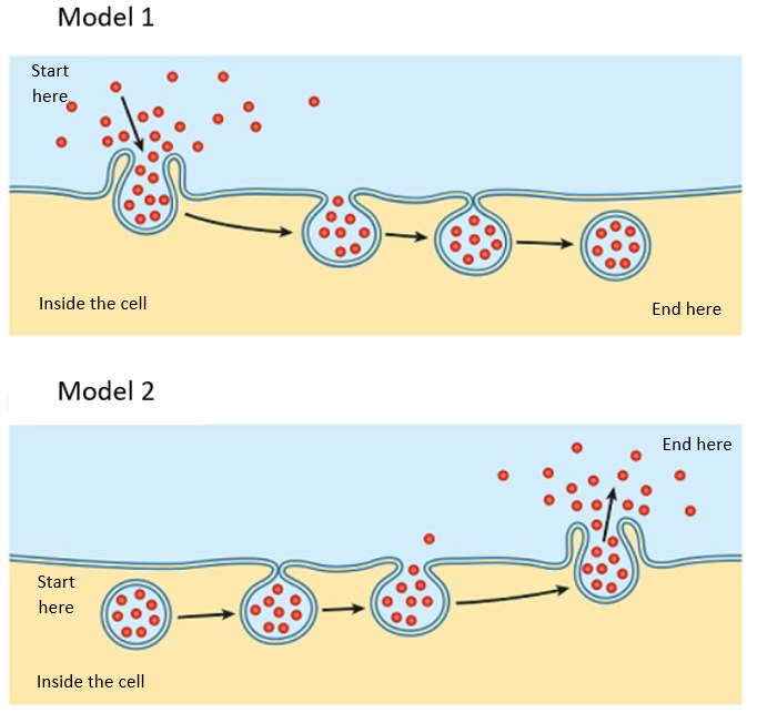 Model 1
Start
here
Inside the cell
End here
Model 2
End here
Start
here
Inside the cell
