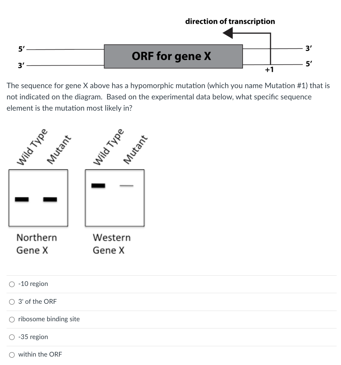 5'
3'
ORF for gene X
The sequence for gene X above has a hypomorphic mutation (which you name Mutation #1) that is
not indicated on the diagram. Based on the experimental data below, what specific sequence
element is the mutation most likely in?
Wild Type
Northern
Gene X
O -10 region
O 3' of the ORF
ribosome binding site
O -35 region
Mutant
O within the ORF
Wild Type
Western
Gene X
direction of transcription
Mutant
3'
+1
5'