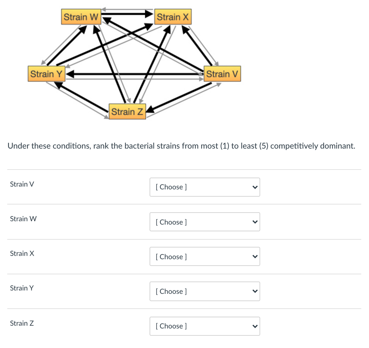 Strain W
Strain X
Strain Y
Strain V
Strain Z
Under these conditions, rank the bacterial strains from most (1) to least (5) competitively dominant.
Strain V
[ Choose ]
Strain W
[ Choose ]
Strain X
[ Choose ]
Strain Y
[ Choose ]
Strain Z
[ Choose ]
>
>
>
