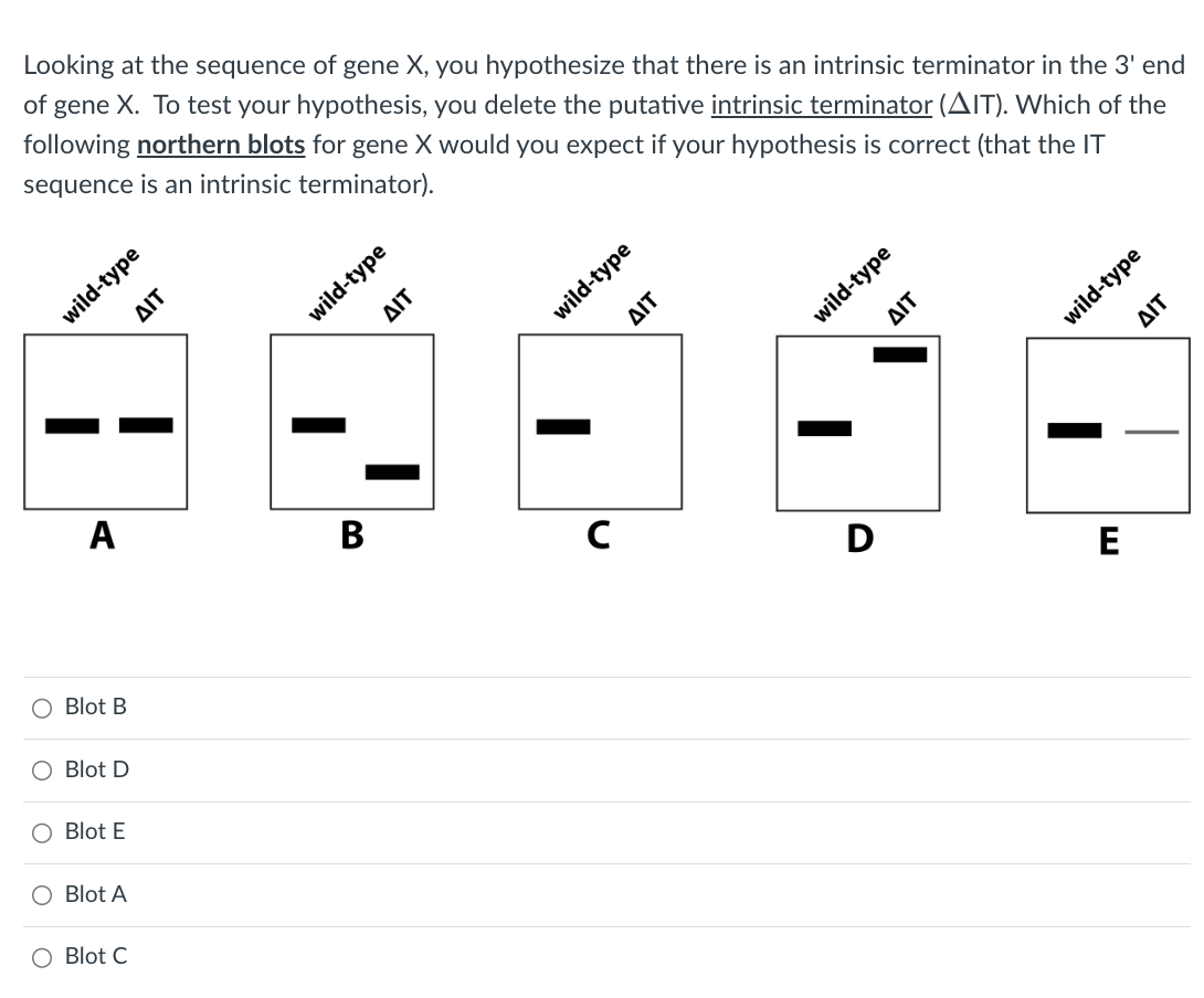 Looking at the sequence of gene X, you hypothesize that there is an intrinsic terminator in the 3' end
of gene X. To test your hypothesis, you delete the putative intrinsic terminator (AIT). Which of the
following northern blots for gene X would you expect if your hypothesis is correct (that the IT
sequence is an intrinsic terminator).
wild-type
A
Blot B
O Blot D
Blot E
O Blot A
AIT
O Blot C
AIT
wild-type
B
wild-type
с
ΔΙΤ
wild-type
D
ΔΙΤ
wild-type
E
ΔΙΤ