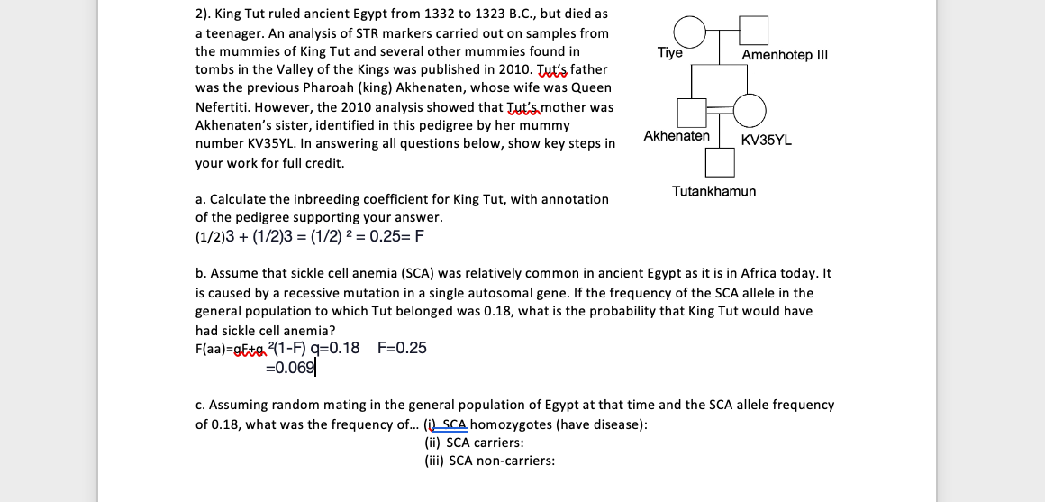 2). King Tut ruled ancient Egypt from 1332 to 1323 B.C., but died as
a teenager. An analysis of STR markers carried out on samples from
the mummies of King Tut and several other mummies found in
tombs in the Valley of the Kings was published in 2010. Tut's father
was the previous Pharoah (king) Akhenaten, whose wife was Queen
Nefertiti. However, the 2010 analysis showed that Jut's mother was
Akhenaten's sister, identified in this pedigree by her mummy
number KV35YL. In answering all questions below, show key steps in
your work for full credit.
a. Calculate the inbreeding coefficient for King Tut, with annotation
of the pedigree supporting your answer.
(1/2)3+ (1/2)3 = (1/2)2 = 0.25= F
Tiye
F(aa)-gEto 2(1-F) q=0.18 F=0.25
=0.069
Akhenaten
Amenhotep III
KV35YL
Tutankhamun
b. Assume that sickle cell anemia (SCA) was relatively common in ancient Egypt as it is in Africa today. It
is caused by a recessive mutation in a single autosomal gene. If the frequency of the SCA allele in the
general population to which Tut belonged was 0.18, what is the probability that King Tut would have
had sickle cell anemia?
c. Assuming random mating in the general population of Egypt at that time and the SCA allele frequency
of 0.18, what was the frequency of... (i) SCA homozygotes (have disease):
(ii) SCA carriers:
(iii) SCA non-carriers: