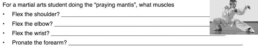 For a martial arts student doing the "praying mantis", what muscles
Flex the shoulder?
Flex the elbow?
Flex the wrist?
Pronate the forearm?
