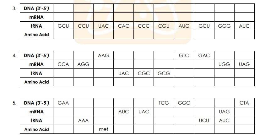 3.
DNA (3'-5')
MRNA
TRNA
GCU
CCU
UAC
CAC
СС
CGU
AUG
GCU
GGG
AUC
Amino Acid
4.
DNA (3'-5')
AAG
GTC
GAC
MRNA
CCA
AGG
UGG
UAG
TRNA
UAC
CGC
GCG
Amino Acid
5.
DNA (3'-5')
GAA
TCG
GGC
СТА
MRNA
AUC
UAC
UAG
TRNA
AAA
UCU
AUC
Amino Acid
met
