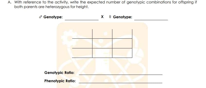 A. With reference to the activity, write the expected number of genotypic combinations for offspring if
both parents are heterozygous for height.
ở Genotype:
X ? Genotype:
Genotypic Ratio:
Phenotypic Ratio:
