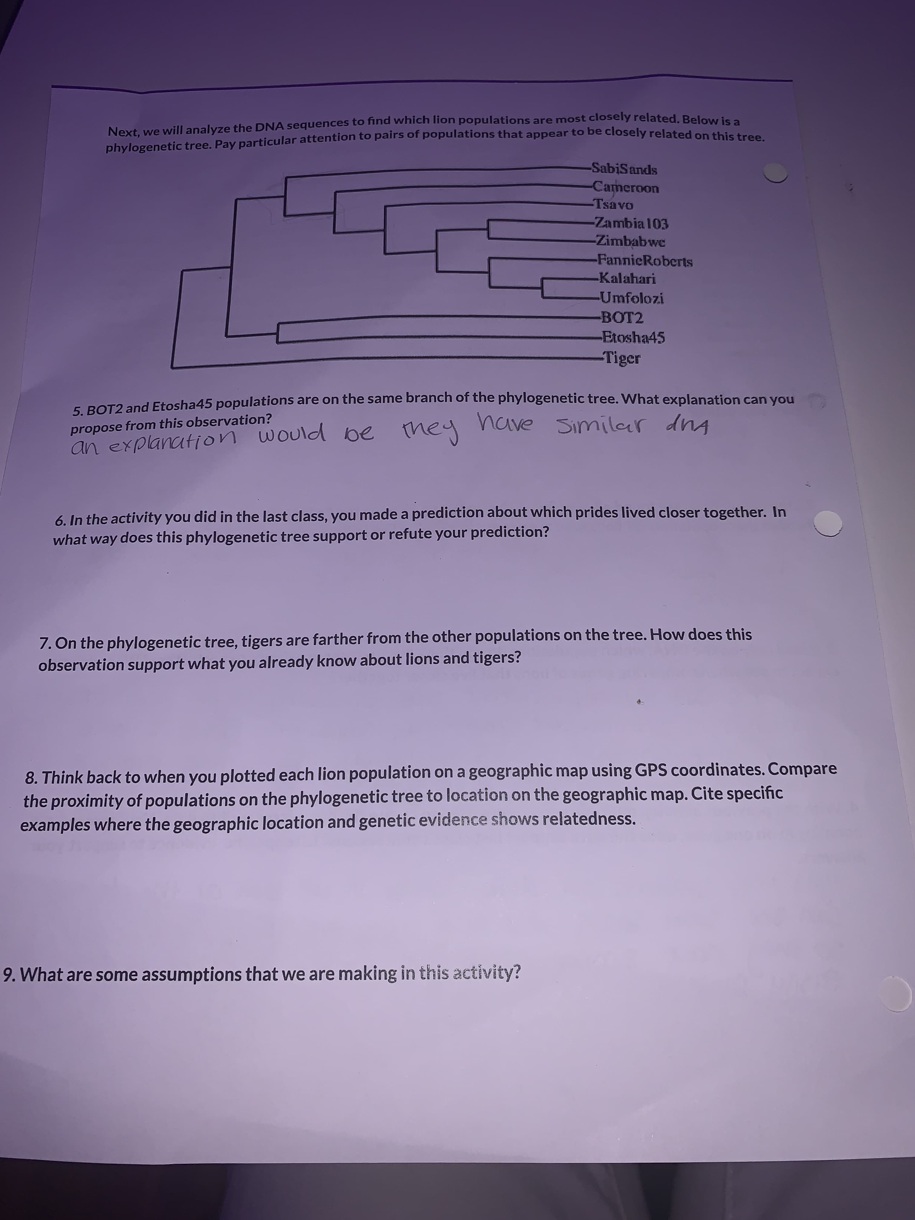 Next, we will analyze the DNA sequences to find which lion populations are most closely related. Below is a
phylogenetic tree. Pay particular attention to pairs of populations that appear to be closely related on thiet n
-SabiSands
Cameroon
OABSI-
-Zambia103
-Zimbab we
-FannicRoberts
Kalahari
Umfolozi
BOT2
Etosha45
-Tiger
6 BOT2 and Etosha45 populations are on the same branch of the phylogenetic tree. What explanation can you
would be ney
Similar dnA
propose from this observation?
tup s aanu
6. In the activity you did in the last class, you made a prediction about which prides lived closer together. In
what way does this phylogenetic tree support or refute your prediction?
7. On the phylogenetic tree, tigers are farther from the other populations on the tree. How does this
observation support what you already know about lions and tigers?
8. Think back to when you plotted each lion population on a geographic map using GPS coordinates. Compare
the proximity of populations on the phylogenetic tree to location on the geographic map. Cite specific
examples where the geographic location and genetic evidence shows relatedness.
9. What are some assumptions that we are making in this activity?
