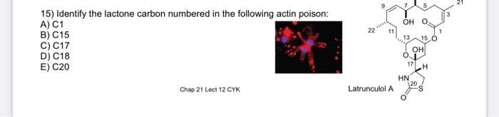 15) Identify the lactone carbon numbered in the following actin poison:
A) C1
B) C15
C) C17
D) C18
E) C20
OH O
13
OH
17
HN
120
Chap 21 Lect 12 CYK
Latrunculol A
