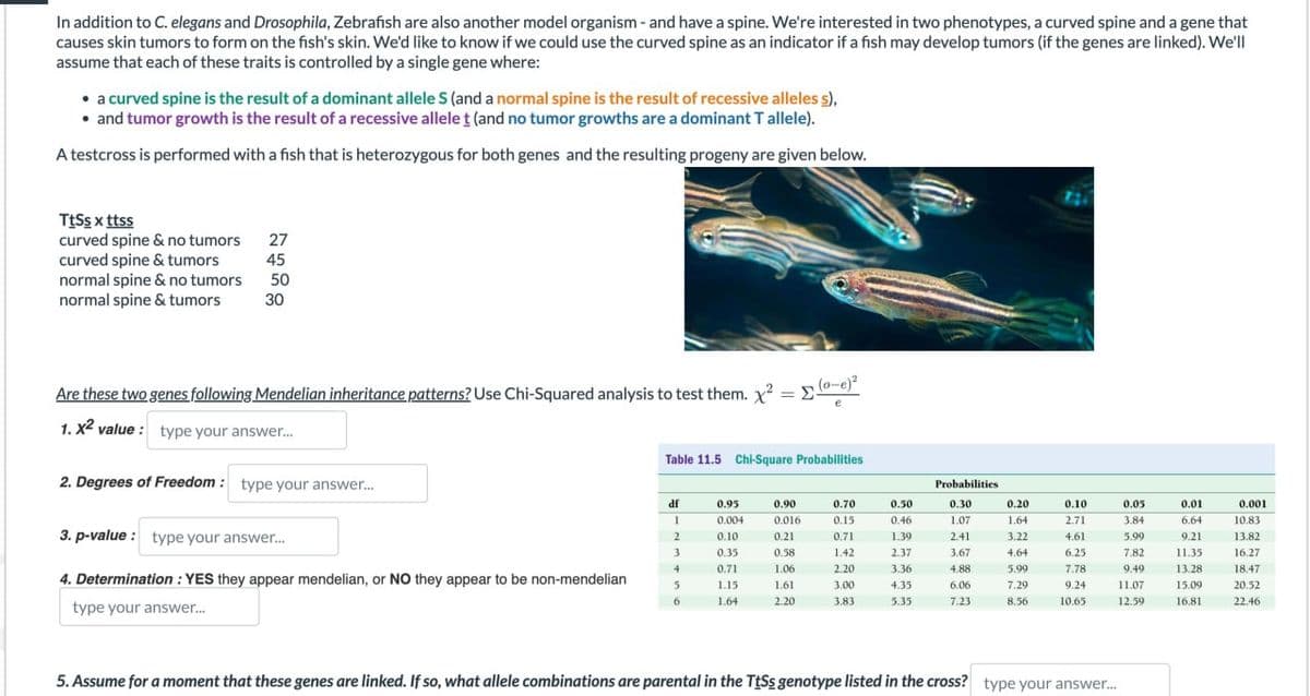 In addition to C. elegans and Drosophila, Zebrafish are also another model organism - and have a spine. We're interested in two phenotypes, a curved spine and a gene that
causes skin tumors to form on the fish's skin. We'd like to know if we could use the curved spine as an indicator if a fish may develop tumors (if the genes are linked). We'll
assume that each of these traits is controlled by a single gene where:
a curved spine is the result of a dominant allele S (and a normal spine is the result of recessive alleless),
⚫ and tumor growth is the result of a recessive allele t (and no tumor growths are a dominant T allele).
A testcross is performed with a fish that is heterozygous for both genes and the resulting progeny are given below.
TtSs x ttss
curved spine & no tumors
curved spine & tumors
normal spine & no tumors
27
45
normal spine & tumors
30
SUN
50
Are these two genes following Mendelian inheritance patterns? Use Chi-Squared analysis to test them. x2 = (0-6)²
1. X2 value: type your answer...
2. Degrees of Freedom: type your answer....
Table 11.5 Chi-Square Probabilities
Probabilities
df
0.95
0.90
0.70
0.50
0.30
0.20
0.10
0.05
0.01
0.001
1
0.004
0.016
0.15
0.46
1.07
1.64
2.71
3.84
6.64
10.83
3. p-value type your answer...
2
0.10
0.21
0.71
1.39
2.41
3.22
4.61
5.99
9.21
13.82
3
0.35
0.58
1.42
2.37
3.67
4.64
6.25
7.82
11.35
16.27
4
0.71
1.06
2.20
3.36
4.88
5.99
7.78
9.49
13.28
18.47
4. Determination: YES they appear mendelian, or NO they appear to be non-mendelian
type your answer...
5
1.15
1.61
3.00
4.35
6.06
7.29
9.24
11.07
15.09
20.52
1.64
2.20
3.83
5.35
7.23
8.56
10.65
12.59
16.81
22.46
5. Assume for a moment that these genes are linked. If so, what allele combinations are parental in the TtSs genotype listed in the cross? type your answer...