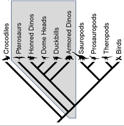 Crocodiles
Pterosaurs
Honred Dinos
Dome Heads
* Duckbills
Armored Dinos
Sauropods
Prosauropods
Theropods
X Birds
