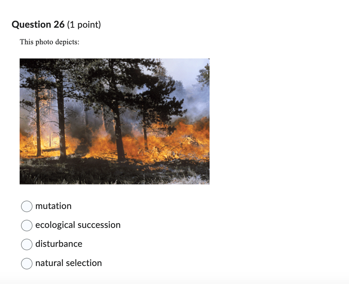 Question 26 (1 point)
This photo depicts:
mutation
ecological succession
disturbance
natural selection