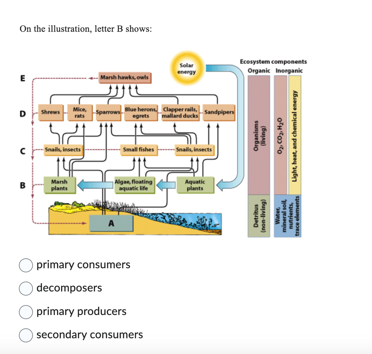 On the illustration, letter B shows:
E
D
B
Shrews
Mice,
rats
Snails, insects
Marsh
plants
Marsh hawks, owls
الله
-Sparrows
Blue herons,
egrets
A
Small fishes
Algae, floating
aquatic life
primary consumers
decomposers
primary producers
secondary consumers
Solar
energy
Clapper rails,
mallard ducks
Sandpipers
-Snails, insects
Aquatic
plants
Ecosystem components
Organic Inorganic
Organisms
(living)
Detritus
(non-living)
O2, CO2, H2O
Light, heat, and chemical energy
Water,
mineral soil,
nutrients,
trace elements