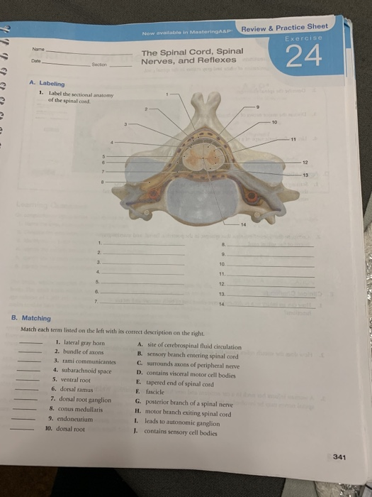 Name
Date
A. Labeling
Section
1. Label the sectional anatomy
of the spinal cord.
2.
3.
4.
5.
7.
1. lateral gray horn
2. bundle of axons
3. rami communicantes
4. subarachnoid space
Now available in MasteringA&P
B. Matching
Match each term listed on the left with its correct description on the right.
5. ventral root
6. dorsal ramus
7. dorsal root ganglion
8. conus medullaris
9. endoneurium
10. dorsal root
The Spinal Cord, Spinal
Nerves, and Reflexes
8.
9.
10.
11.
12.
Review & Practice Sheet
13.
14.
dows
14
9
A. site of cerebrospinal fluid circulation
B. sensory branch entering spinal cord
C. surrounds axons of peripheral nerve
D. contains visceral motor cell bodies
E tapered end of spinal cord
E. fascicle
G. posterior branch of a spinal nerve
H. motor branch exiting spinal cord
1. leads to autonomic ganglion
J. contains sensory cell bodies
10
Exercise
24
12
-13
341