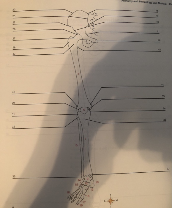 20
25
22
26
27
28
42
43
30
31
32
36
18,
14
15-
20
12
17
19
16
13
10
Anatomy and Physiology Lab Manual 15
38
39
40
21
29
41
44
33
34
35
19