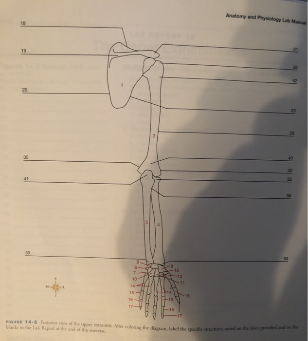 18
19
20
35
41
8
6-
7
10
14
15
16
17-
-15
-16
13
-12
-11
-17
15
Anatomy and Physiology Lab Manual
18
40
18
32
33
188
21
FIGURE 14-5 Posterior view of the upper extremity. After coloring the diagram, label the specific structures noted on the lines provided and on the
blanks in the Lab Report at the end of this exercise.