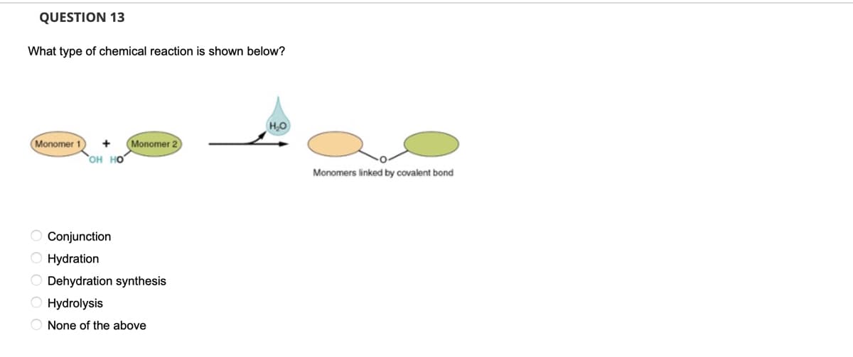 QUESTION 13
What type of chemical reaction is shown below?
Monomer 1
+
Monomer 2
OH HO
Monomers linked by covalent bond
O Conjunction
O Hydration
O Dehydration synthesis
O Hydrolysis
O None of the above
