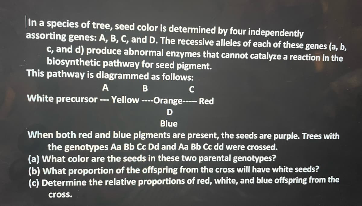 In a species of tree, seed color is determined by four independently
assorting genes: A, B, C, and D. The recessive alleles of each of these genes (a, b,
C, and d) produce abnormal enzymes that cannot catalyze a reaction in the
biosynthetic pathway for seed pigment.
This pathway is diagrammed as follows:
A
White precursor
Yellow ----Orange----- Red
---
Blue
When both red and blue pigments are present, the seeds are purple. Trees with
the genotypes Aa Bb Cc Dd and Aa Bb Cc dd were crossed.
(a) What color are the seeds in these two parental genotypes?
(b) What proportion of the offspring from the cross will have white seeds?
(c) Determine the relative proportions of red, white, and blue offspring from the
cross.
