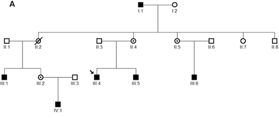 A
1:1
12
II:1
I1:2
I13
Il:4
I1:5
I1:6
I1:7
I1.8
III:1
III.2
III:3
III:4
III:5
III.6
IV:1
