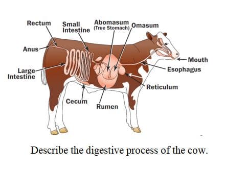 Rectum
Anus-
Large-
Intestine
Small
Abomasum
Intestine (True Stomach), Omasum
100
Cecum
Rumen
-Mouth
Esophagus
Reticulum
Describe the digestive process of the cow.