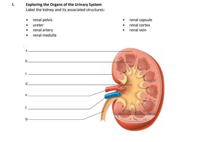 Exploring the Organs of the Urinary System
Label the kidney and its associated structures:
I.
• renal pelvis
• ureter
• renal artery
• renal medulla
renal capsule
renal cortex
renal vein
