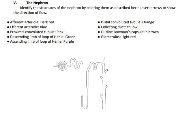 The Nephron
Identify the structures of the nephron by coloring them as described here. Insert arrows to show
V.
the direction of flow.
Afferent arteriole: Dark red
• Efferent arteriole: Blue
• Proximal convoluted tubule: Pink
• Descending limb of loop of Henle: Green
• Ascending limb of loop of Henle: Purple
Distal convoluted tubule: Orange
• Collecting duct: Yellow
• Outline Bowman's capsule in brown
• Glomerulus: Light red
