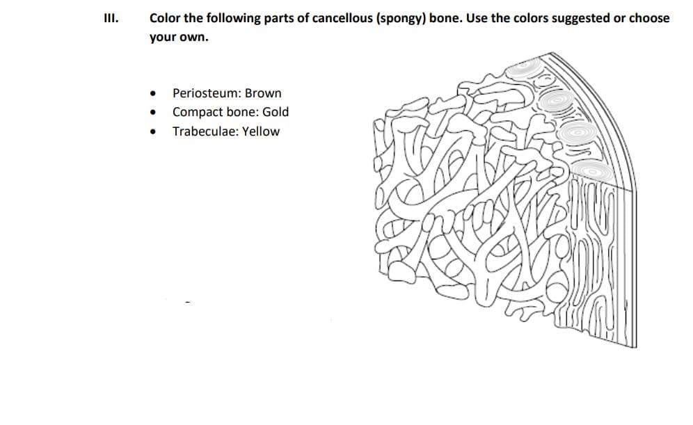 II.
Color the following parts of cancellous (spongy) bone. Use the colors suggested or choose
your own.
Periosteum: Brown
Compact bone: Gold
Trabeculae: Yellow
