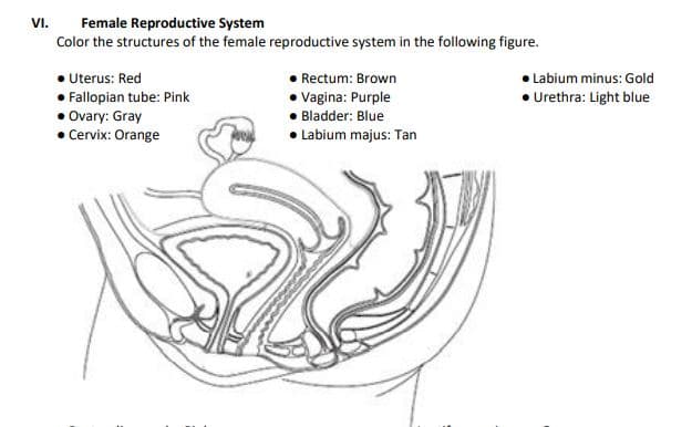 VI.
Female Reproductive System
Color the structures of the female reproductive system in the following figure.
• Uterus: Red
• Fallopian tube: Pink
• Ovary: Gray
• Cervix: Orange
Rectum: Brown
Labium minus: Gold
Vagina: Purple
• Urethra: Light blue
Bladder: Blue
• Labium majus: Tan
