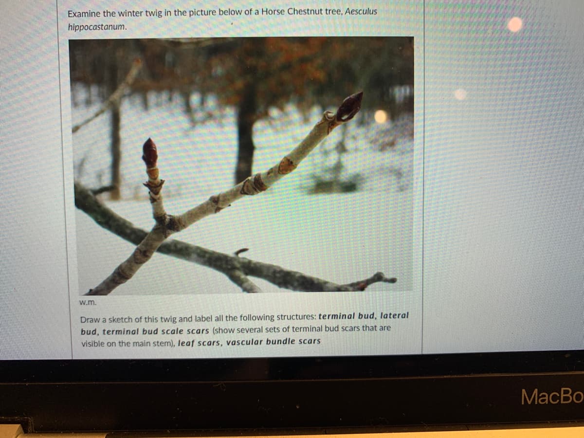 Examine the winter twig in the picture below of a Horse Chestnut tree, Aesculus
hippocastanum.
w.m.
Draw a sketch of this twig and label all the following structures: terminal bud, lateral
bud, terminal bud scale scars (show several sets of terminal bud scars that are
visible on the main stem), leaf scars, vascular bundle scars
MacBo
