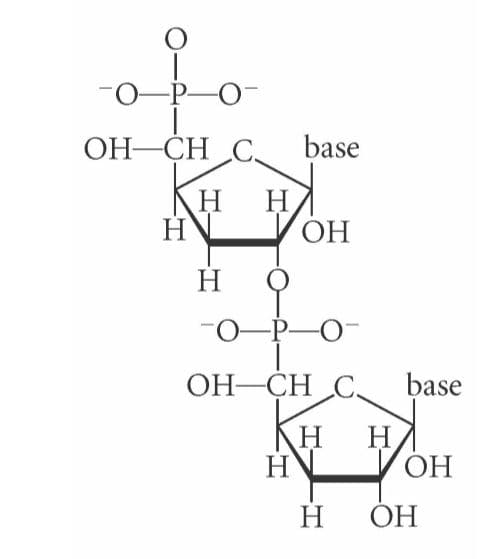 -0-P-O
OH-CH C base
Н
ОН
Н
Н
-0-P-O
ОН -СН С.
base
Н
Н
Н
H VÓH
ОН
Н
ОН
