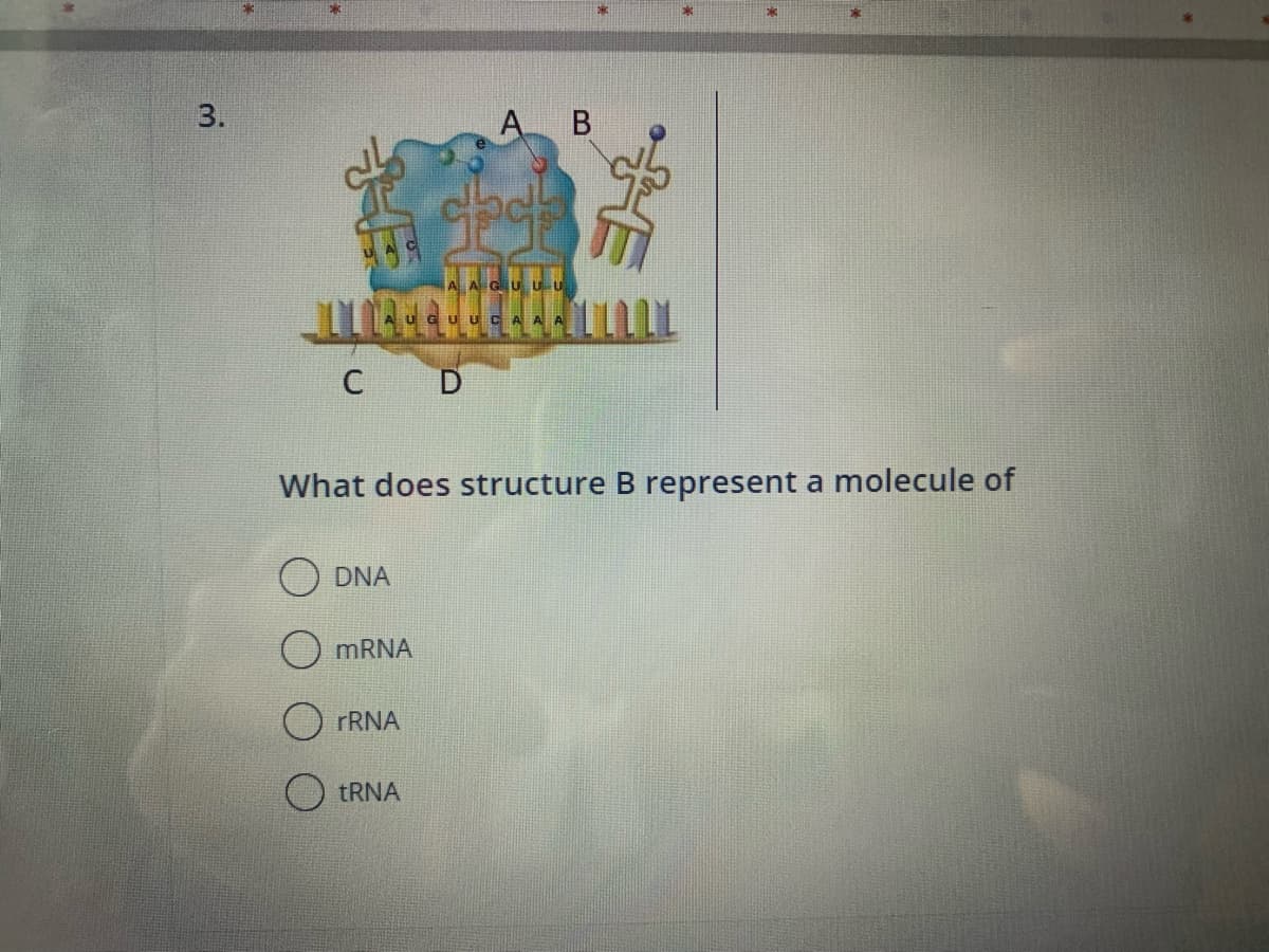 3.
ILLA
mRNA
C D
rRNA
des
tRNA
A B
AAGUUU
UU
What does structure B represent a molecule of
O DNA
