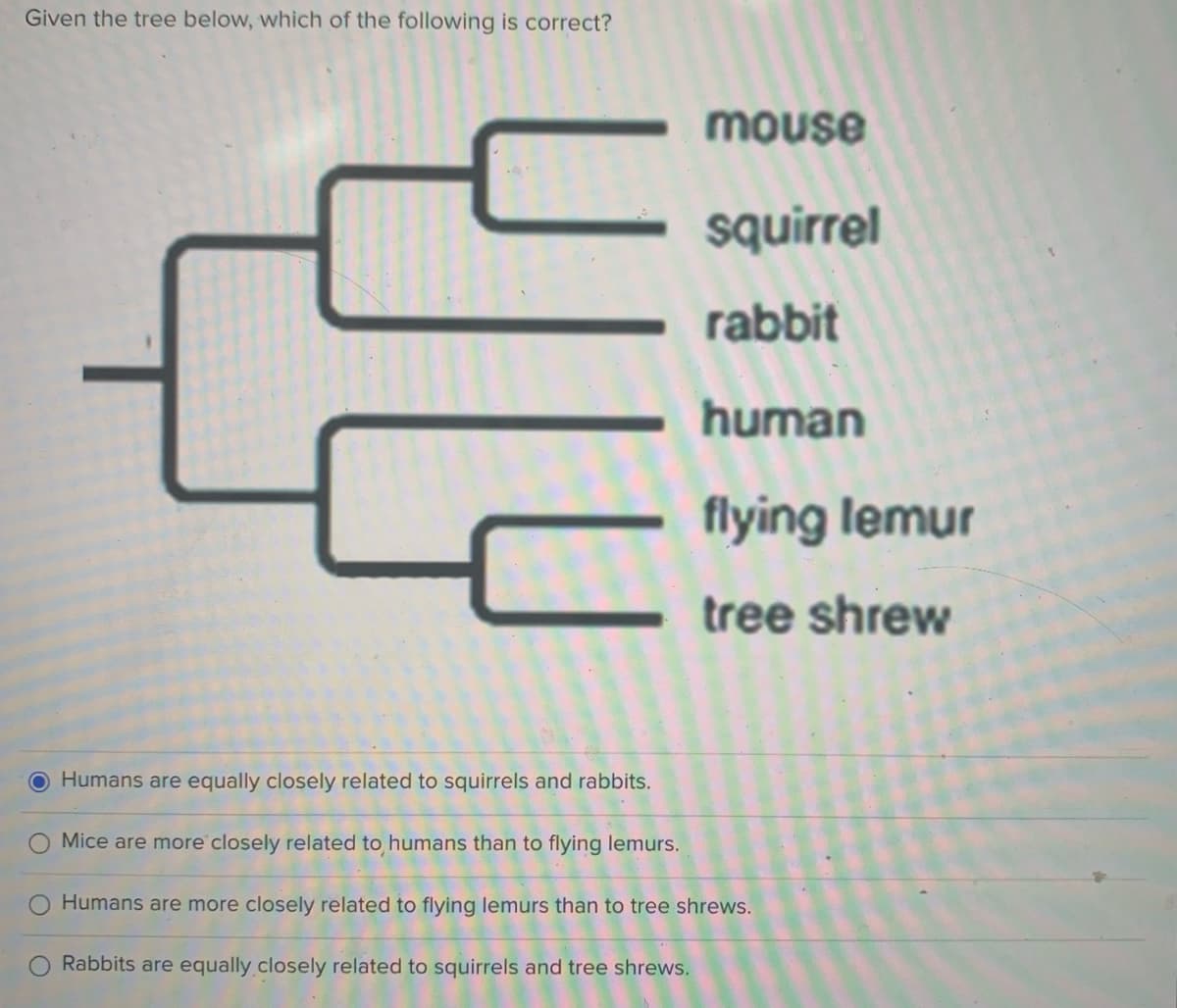 Given the tree below, which of the following is correct?
mouse
squirrel
rabbit
human
flying lemur
tree shrew
Humans are equally closely related to squirrels and rabbits.
Mice are more closely related to humans than to flying lemurs.
Humans are more closely related to flying lemurs than to tree shrews.
Rabbits are equally closely related to squirrels and tree shrews.
