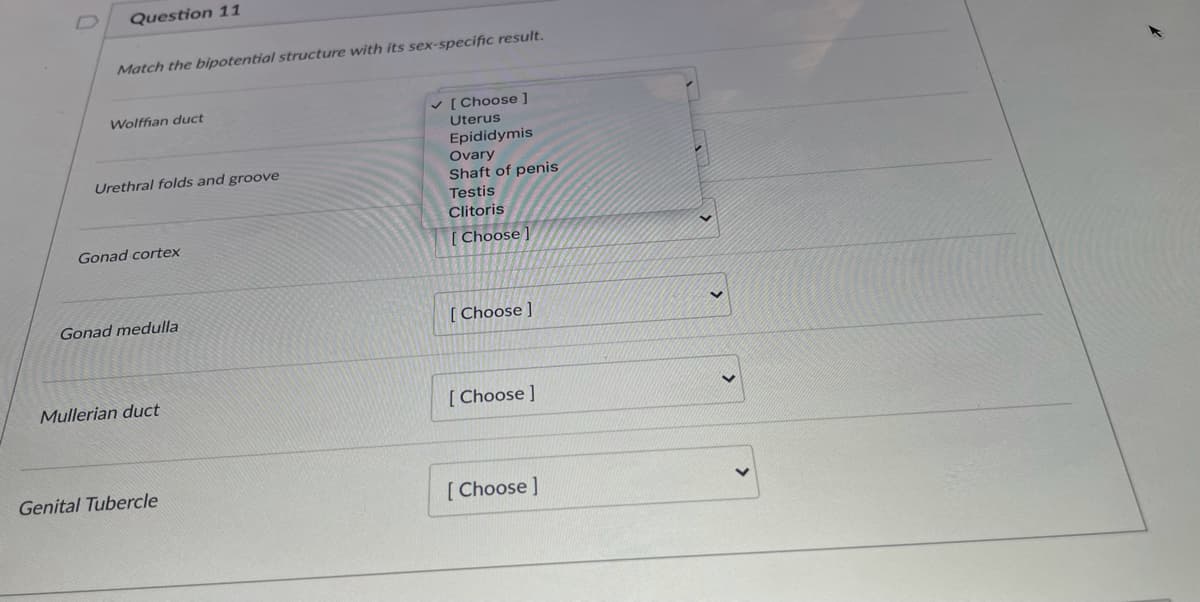 Question 11
Match the bipotential structure with its sex-specific result.
Wolffian duct
v [ Choose ]
Uterus
Epididymis
Ovary
Shaft of penis
Urethral folds and groove
Testis
Clitoris
Gonad cortex
[ Choose ]
Gonad medulla
[ Choose ]
Mullerian duct
[ Choose ]
Genital Tubercle
[ Choose ]
