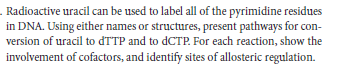Radioactive uracil can be used to label all of the pyrimidine residues
in DNA. Using either names or structures, present pathways for con-
version of uracil to dTTP and to dCTP. For each reaction, show the
involvement of cofactors, and identify sites of allosteric regulation.
