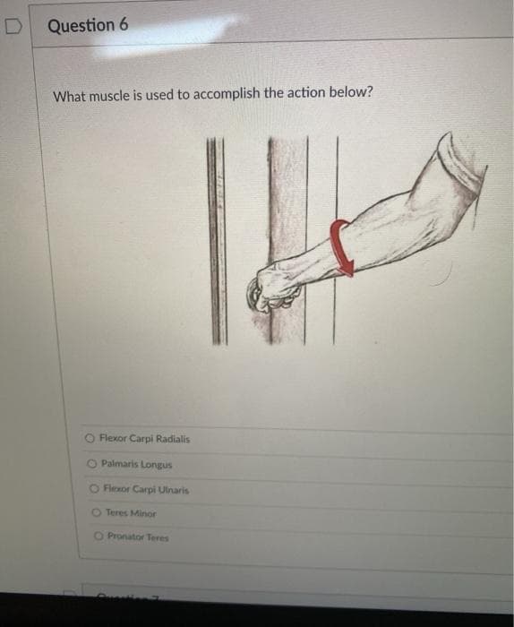 Question 6
What muscle is used to accomplish the action below?
O Flexor Carpi Radialis
O Palmaris Longus
O Flexor Carpi Ulnaris
O Teres Minor
O Pronator Teres
