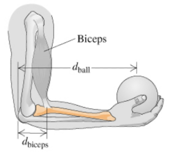 dbiceps
Biceps
-dball-