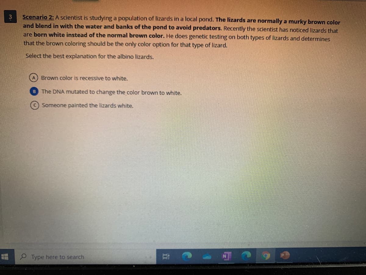 Scenario 2: A scientist is studying a population of lizards in a local pond. The lizards are normally a murky brown color
and blend in with the water and banks of the pond to avoid predators. Recently the scientist has noticed lizards that
are born white instead of the normal brown color. He does genetic testing on both types of lizards and determines
that the brown coloring should be the only color option for that type of lizard.
Select the best explanation for the albino lizards.
A Brown color is recessive to white.
B The DNA mutated to change the color brown to white.
Someone painted the lizards white.
P Type here to search
