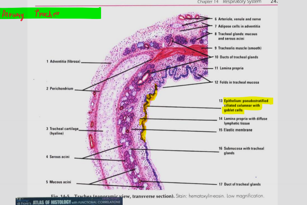 Chapter 14 Respiratory System
24.
Atrumy
Trach eer
6 Arteriole, venule and nerve
7 Adipose cells in adventitia
8 Tracheal glands: mucous
and serous acini
9 Trachealis muscle (smooth)
10 Ducts of tracheal glands
1 Adventitia (fibrosa)
11 Lamina propria
12 Folds in tracheal mucosa
2 Perichondrium
13 Epithelium: pseudostratified
ciliated columnar with
goblet cells
14 Lamina propria with diffuse
lymphatic tissue
3 Tracheal cartilage,
(hyaline)
15 Elastic membrane
16 Submucosa with tracheal
glands
4 Serous acini
5 Mucous acini
17 Duct of tracheal glands
Fio 14.5 Trachea (nanoramic vjew, transverse section). Stain: hematoxylin-eosin. Low magnification.
di Fioro's ATLAS OF HISTOLOGY with FUNCTIONAL CORRELATIONS
