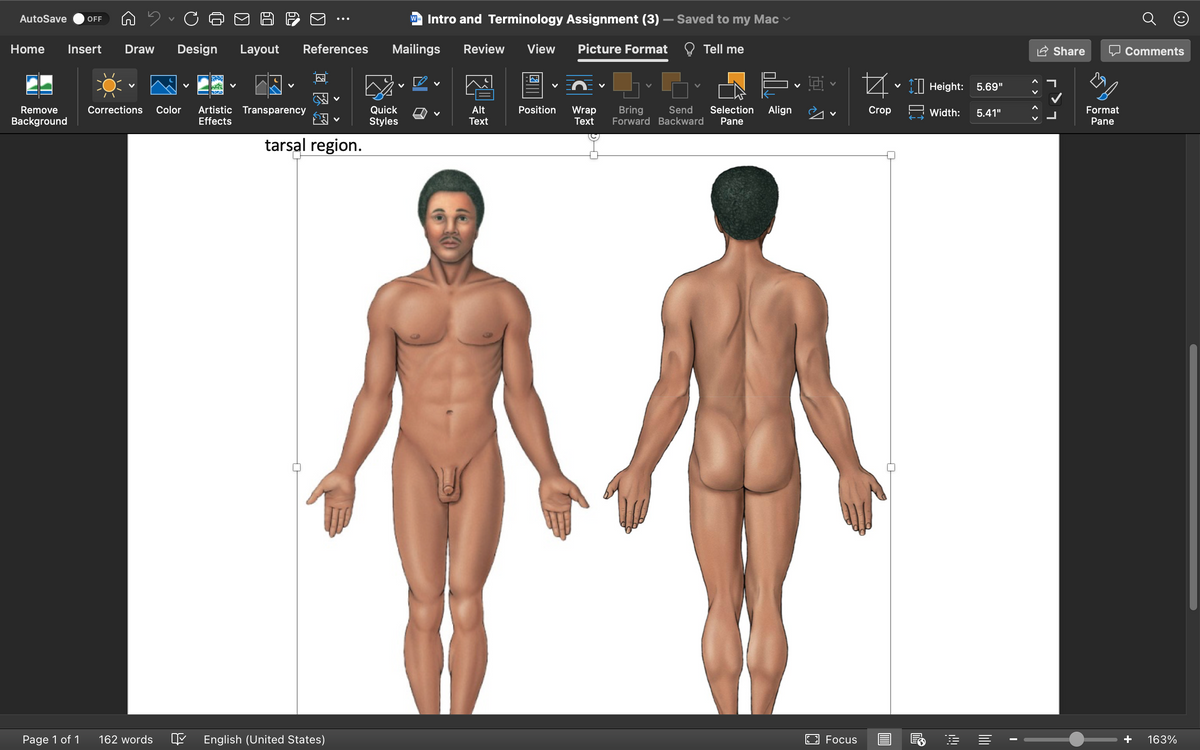 AutoSave
W- Intro and Terminology Assignment (3) – Saved to my Mac
OFF
Home
Insert
Draw
Design
Layout
References
Mailings
Review
View
Picture Format
Tell me
Share
O Comments
I|| Height:
5.69"
Artistic Transparency
Effects
Corrections
Color
Quick
Styles
Alt
Position
Wrap
Text
Bring
Forward Backward
Send
Selection
Pane
Remove
Align
Crop
H width:
5.41"
Format
Background
Text
Pane
tarsal region.
Page 1 of 1
162 words
English (United States)
Focus
163%
