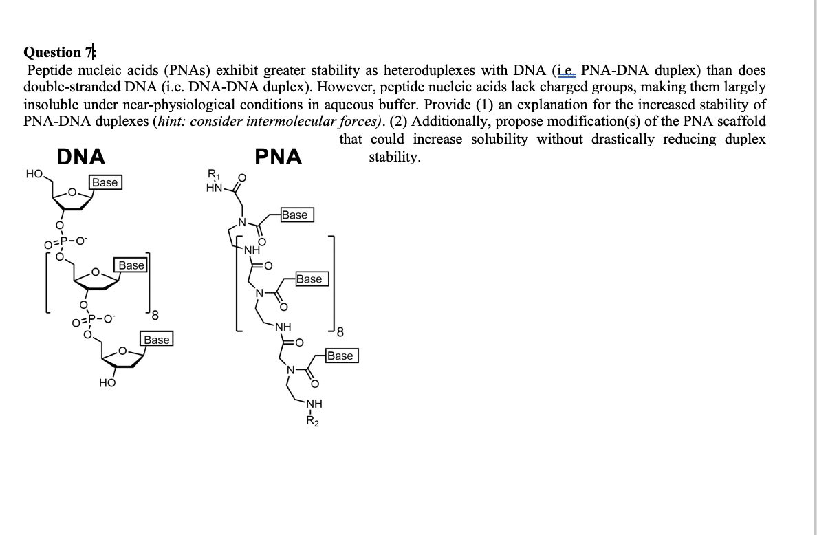 Question 7:
Peptide nucleic acids (PNAS) exhibit greater stability as heteroduplexes with DNA (ie PNA-DNA duplex) than does
double-stranded DNA (i.e. DNA-DNA duplex). However, peptide nucleic acids lack charged groups, making them largely
insoluble under near-physiological conditions in aqueous buffer. Provide (1) an explanation for the increased stability of
PNA-DNA duplexes (hint: consider intermolecular forces). (2) Additionally, propose modification(s) of the PNA scaffold
DNA
that could increase solubility without drastically reducing duplex
stability.
PNA
R1
HN
но.
Base
Base
o=P-O
NH
Base
Base
8
o=P-O-
NH
8.
Base
Base
НО
NH
