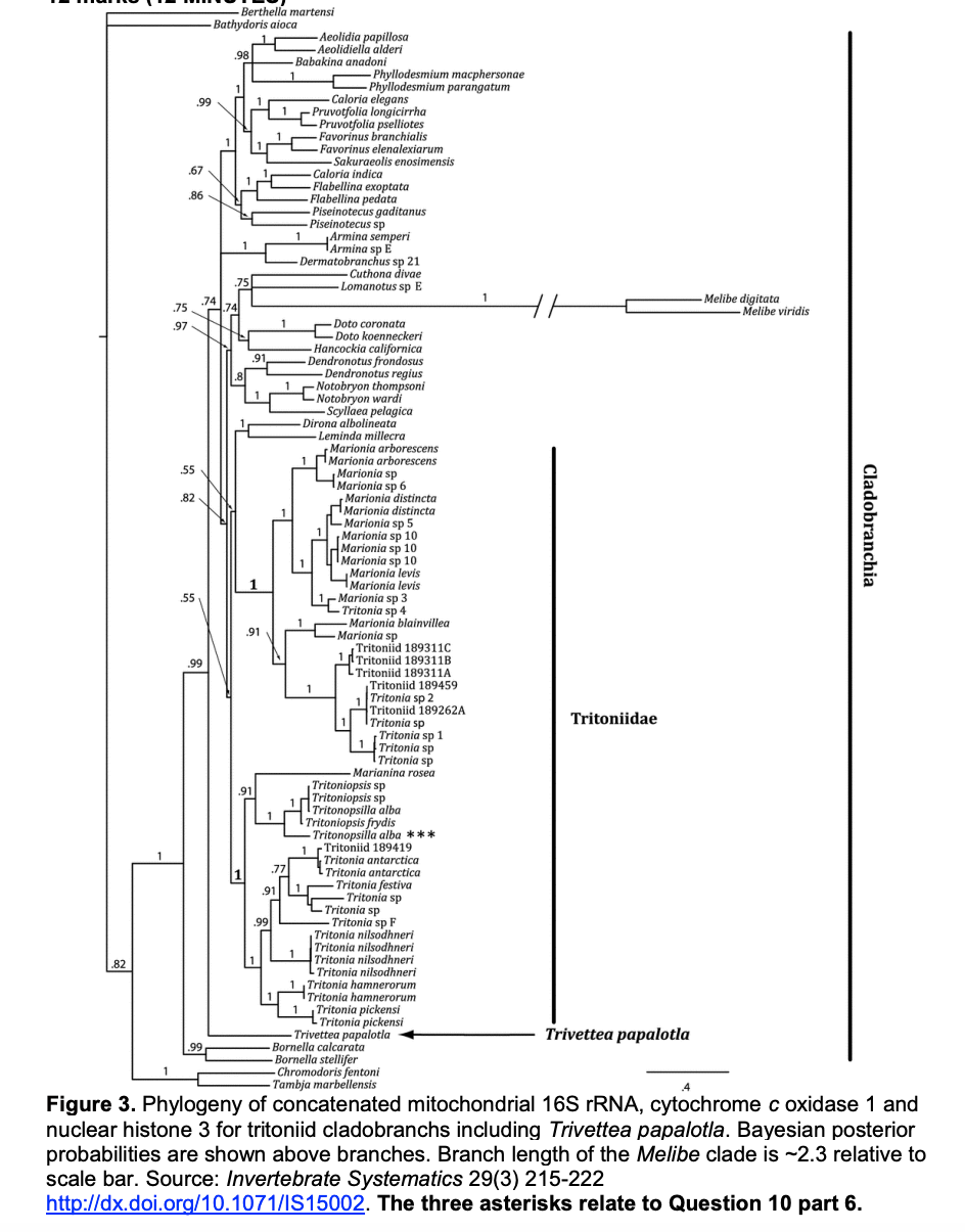 .82
.75
.97
.67
.86
.55
.82
.99
55
74
.99
-Bathydoris aioca
1
99
1
Berthella martensi
.98
75
74
H
.91
.91
1
H
.91
.91
.99
1
1
77
-Babakina anadoni
1
1
Aeolidia papillosa
Aeolidiella alderi
Caloria elegans
-Pruvotfolia longicirrha
-Pruvotfolia pselliotes
Favorinus branchialis
Favorinus elenalexiarum
-Phyllodesmium macphersonae
Phyllodesmium parangatum
Sakuraeolis enosimensis
Caloria indica
Flabellina exoptata
Flabellina pedata
1
-Piseinotecus gaditanus
Piseinotecus sp
1
-Dermatobranchus sp 21
Cuthona divae
Lomanotus sp E
1 Notobryon thompsoni
Notobryon wardi
Scyllaea pelagica
Dirona albolineata
Armina semperi
Armina sp E
Doto coronata
Doto koenneckeri
Hancockia californica
Dendronotus frondosus
Dendronotus regius
-Leminda millecra
Marionia arborescens
Marionia arborescens
Marionia sp
Marionia sp 6
Marionia distincta
Marionia distincta
Marionia sp 5
Marionia sp 10.
Marionia sp 10
Marionia sp 10
Marionia levis
Marionia levis
1-Marionia sp 3
-Tritonia sp 4
Marionia blainvillea
Marionia sp
Tritoniid 189311C
Tritoniid 189311B
Tritoniid 189311A
Tritoniid 189459
Tritonia sp 2
Tritoniid 189262A
Tritonia sp
Tritonia sp 1
1 Tritonia sp
Tritonia sp
- Marianina rosea
Tritoniopsis sp
Tritoniopsis sp
Tritonopsilla alba
Tritoniopsis frydis
-Tritonopsilla alba ***
Tritoniid 189419
Tritonia antarctica
Tritonia antarctica
Tritonia festiva
Tritonia sp
Tritonia sp
-Tritonia sp F
Tritonia nilsodhneri
Tritonia nilsodhneri
Tritonia nilsodhneri
-Tritonia nilsodhneri
1 Tritonia hamnerorum
1Tritonia hamnerorum
1
Tritoniidae
Melibe digitata
Trivettea papalotla
-Melibe viridis
Tritonia pickensi
-Tritonia pickensi
Trivettea papalotla
Bornella calcarata
Bornella stellifer
-Chromodoris fentoni
Tambja marbellensis
4
Figure 3. Phylogeny of concatenated mitochondrial 16S rRNA, cytochrome c oxidase 1 and
nuclear histone 3 for tritoniid cladobranchs including Trivettea papalotla. Bayesian posterior
probabilities are shown above branches. Branch length of the Melibe clade is ~2.3 relative to
scale bar. Source: Invertebrate Systematics 29(3) 215-222
http://dx.doi.org/10.1071/IS15002. The three asterisks relate to Question 10 part 6.
Cladobranchia