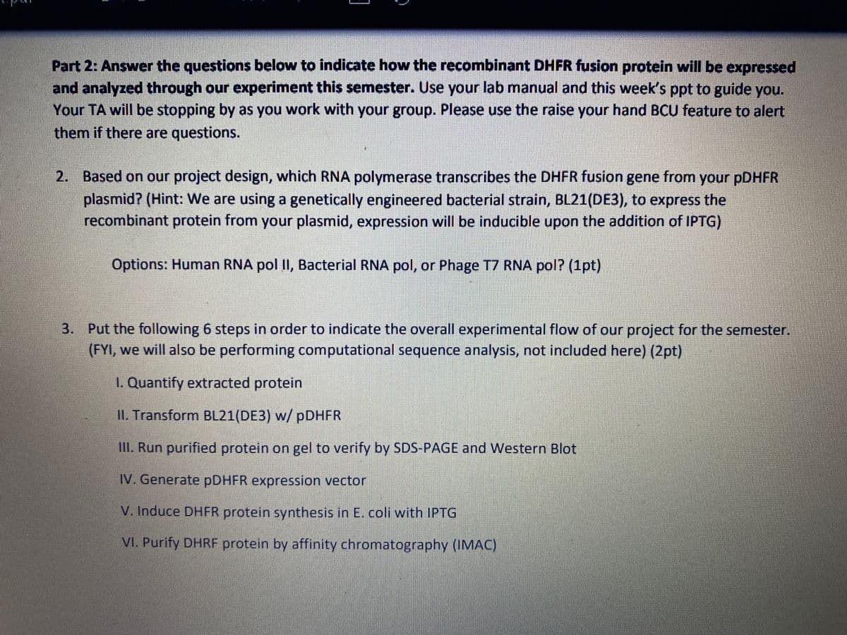 Part 2: Answer the questions below to indicate how the recombinant DHFR fusion protein will be expressed
and analyzed through our experiment this semester. Use your lab manual and this week's ppt to guide you.
Your TA will be stopping by as you work with your group. Please use the raise your hand BCU feature to alert
them if there are questions.
2. Based on our project design, which RNA polymerase transcribes the DHFR fusion gene from your PDHFR
plasmid? (Hint: We are using a genetically engineered bacterial strain, BL21(DE3), to express the
recombinant protein from your plasmid, expression will be inducible upon the addition of IPTG)
Options: Human RNA pol II, Bacterial RNA pol, or Phage T7 RNA pol? (1pt)
3. Put the following 6 steps in order to indicate the overall experimental flow of our project for the semester.
(FYI, we will also be performing computational sequence analysis, not included here) (2pt)
1. Quantify extracted protein
II. Transform BL21(DE3) w/ PDHFR
II. Run purified protein on gel to verify by SDS-PAGE and Western Blot
IV. Generate PDHFR expression vector
V. Induce DHFR protein synthesis in E. coli with IPTG
VI. Purify DHRF protein by affinity chromatography (IMAC)
