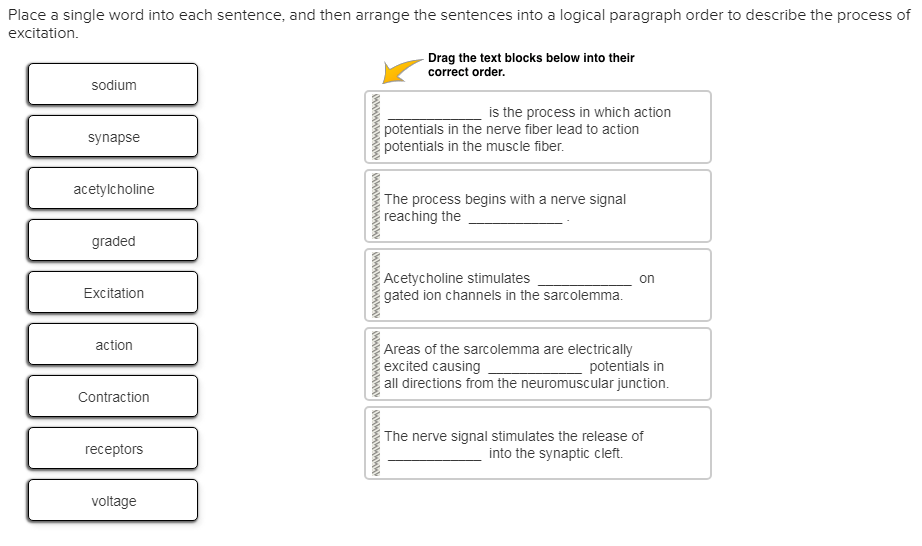 Place a single word into each sentence, and then arrange the sentences into a logical paragraph order to describe the process of
excitation.
sodium
synapse
acetylcholine
graded
Excitation
action
Contraction
receptors
voltage
MMMMMMMMMMMMMMMMMMMMMMMMMMMMMMMMMMMMMM!
Drag the text blocks below into their
correct order.
is the process in which action
potentials in the nerve fiber lead to action
potentials in the muscle fiber.
The process begins with a nerve signal
reaching the
Acetycholine stimulates
gated ion channels in the sarcolemma.
on
Areas of the sarcolemma are electrically
excited causing
potentials in
all directions from the neuromuscular junction.
The nerve signal stimulates the release of
into the synaptic cleft.