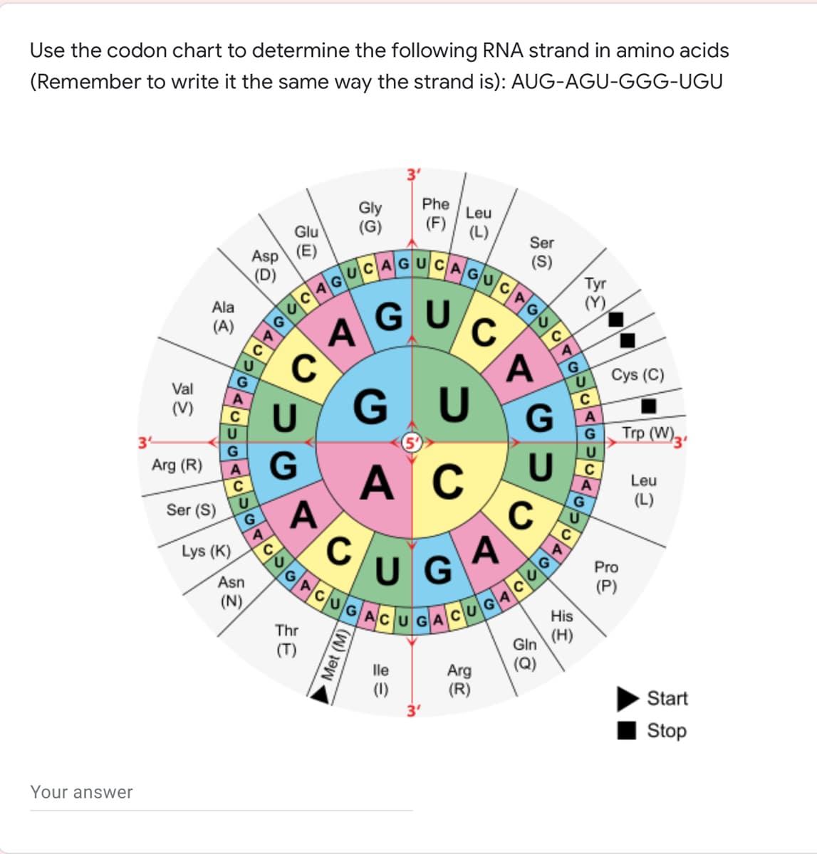 ACUGACUGA
Use the codon chart to determine the following RNA strand in amino acids
(Remember to write it the same way the strand is): AUG-AGU-GGG-UGU
Gly
Phe
Leu
(F) (L)
Glu
Ser
Asp (E)
(D)
(S)
AGU
C
Tyr
(Y)
Ala
AGU
(A)
A
Val
Cys (C)
G U
(V)
C
G
A
34
Trp (W)3
G
G
Arg (R)
U
AG
A C
C
Leu
Ser (S)
U
(L)
A
C
G.
A
Lys (K)
CUG
A
Pro
Asn
(N)
CUGACU G
(P)
His
Thr
Gln (H)
(Q)
Arg
(R)
Start
Stop
Your answer
Met (M)O
