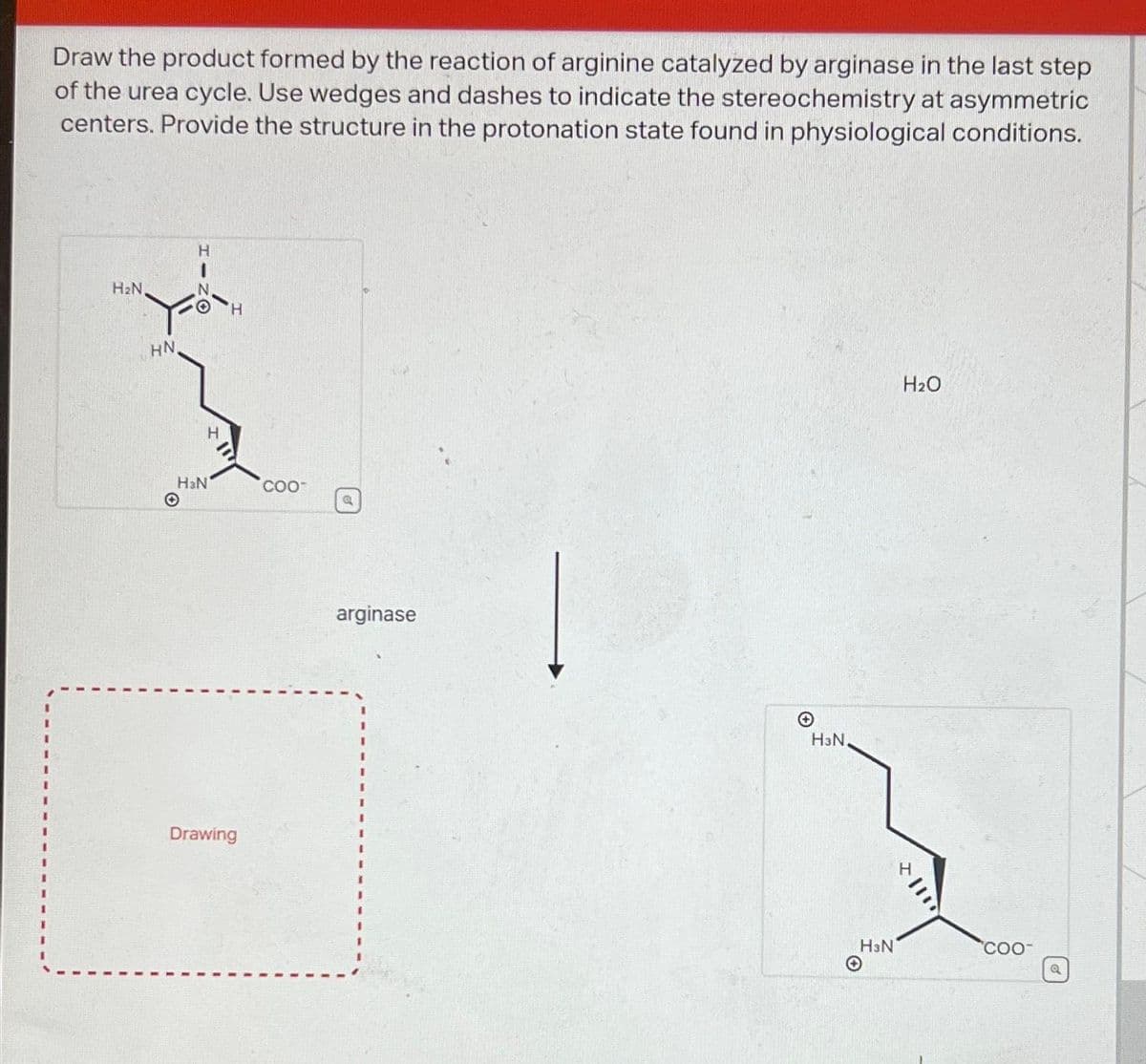 I
Draw the product formed by the reaction of arginine catalyzed by arginase in the last step
of the urea cycle. Use wedges and dashes to indicate the stereochemistry at asymmetric
centers. Provide the structure in the protonation state found in physiological conditions.
H₂N,
HN
H
N
H&N
O
Drawing
COO
arginase
H3N,
H&N
H₂O
Z|11
COO
Q