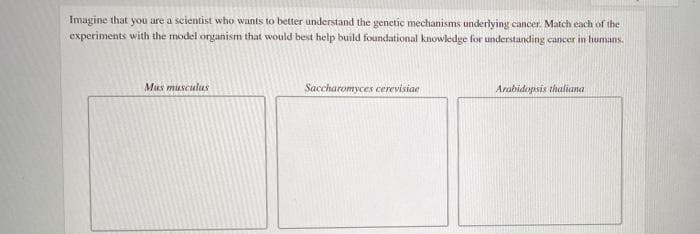 Imagine that you are a scientist who wants to better understand the genetic mechanisms underlying cancer. Match each of the
experiments with the model organism that would best help build foundational knowledge for understanding cancer in humans.
Mus musculus
Saccharomyces cerevisiae
Arabidopsis thaliana
