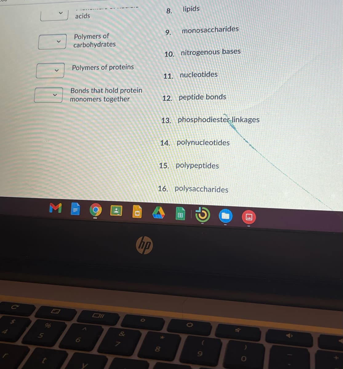 8.
lipids
acids
9.
monosaccharides
Polymers of
carbohydrates
10. nitrogenous bases
Polymers of proteins
11. nucleotides
Bonds that hold protein
monomers together
12. peptide bonds
13. phosphodiester-linkages
14. polynucleotides
15. polypeptides
16. polysaccharides
田
hp
Ce
96
80
