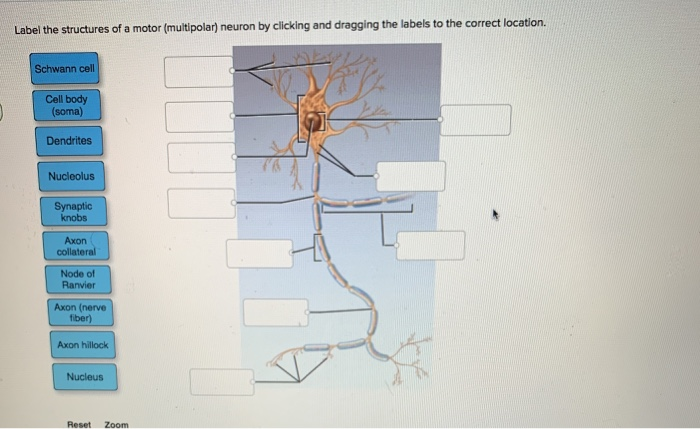 Label the structures of a motor (multipolar) neuron by clicking and dragging the labels to the correct location.
Schwann cell
Cell body
(soma)
Dendrites
Nucleolus
Synaptic
knobs
Axon
collateral
Node of
Ranvier
Axon (nerve
fiber)
Axon hillock
Nucleus
Reset Zoom